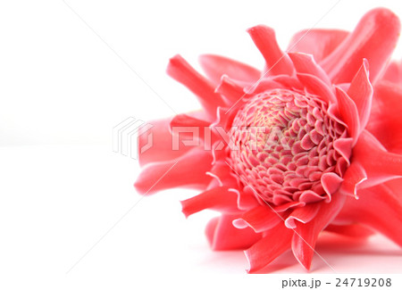 etlingera  elatior 24719208