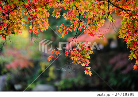 紅葉の名所 24719399