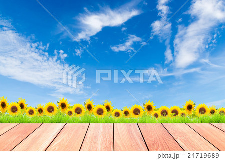 sunflowers with green grass against blue sky sunflowers with green grass against blue sky 24719689