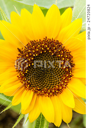 sunflower sunflower 24720824