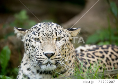 Persian leopard (Panthera pardus saxicolor) 24722007