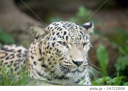 Persian leopard (Panthera pardus saxicolor) 24722008
