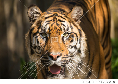 Sumatran Tiger, Panthera tigris sumatrae 24722010