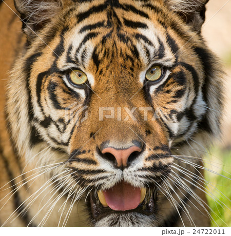 Sumatran Tiger, Panthera tigris sumatrae Sumatran Tiger, Panthera tigris sumatrae 24722011