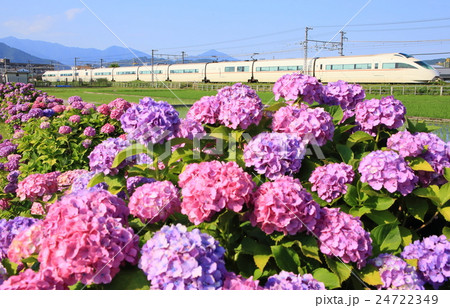 小田急ロマンスカーと紫陽花 24722349