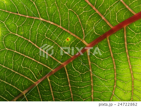 green leaf texture background of poinsettia 24722862