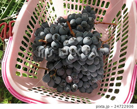 観光ぶどう園のぶどう狩りで収穫したぶどう 24722936