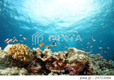 青い海と魚たち 青い海と魚たち 24723066