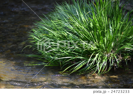 清流のセキショウ 24723233