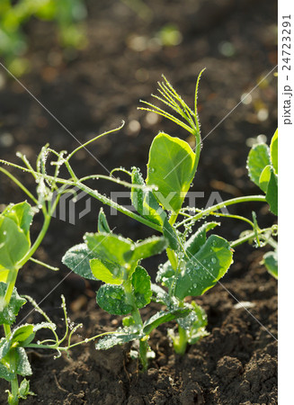 Green pea plants 24723291