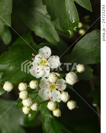 Flowers and buds 24723293