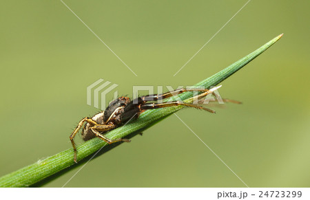 Spider on grass top 24723299