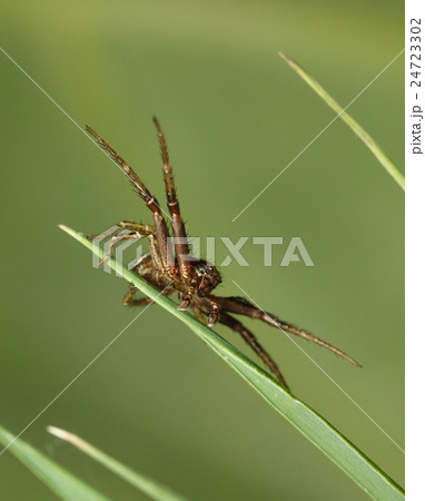 Spider hunting in grass 24723302
