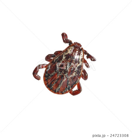 Red spotted mite 24723308