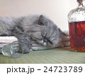 飲みすぎてネコなのにトラ 24723789