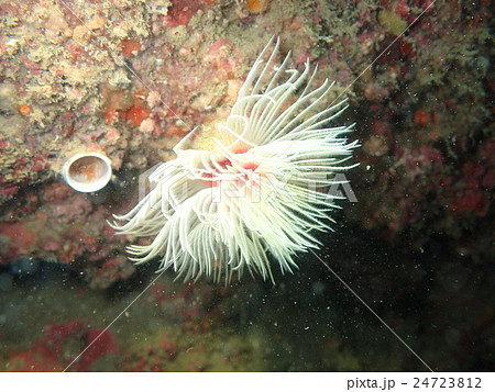 ケヤリ ケヤリ 24723812