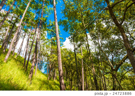 Misty pine forest on mountain Misty pine forest on mountain 24723886