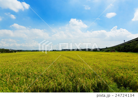 青空が広がる見沼田んぼと刈り入れ間じかの稲 青空が広がる見沼田んぼと刈り入れ間じかの稲 24724134