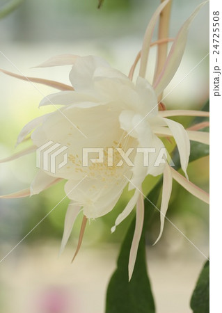 月下美人 24725508