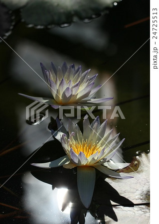 幽玄睡蓮 幽玄睡蓮 24725513