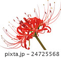 彼岸花大輪1 24725568