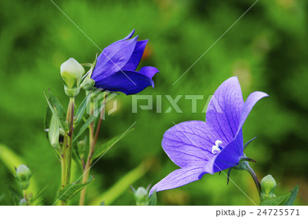 桔梗 桔梗 24725571