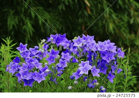 桔梗 24725575