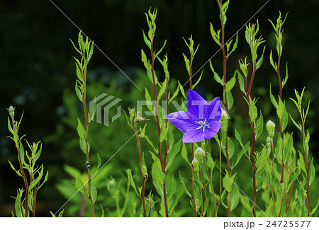 桔梗 24725577