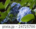 紫陽花 24725700