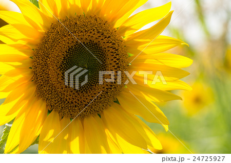 Sunflower in a field 24725927