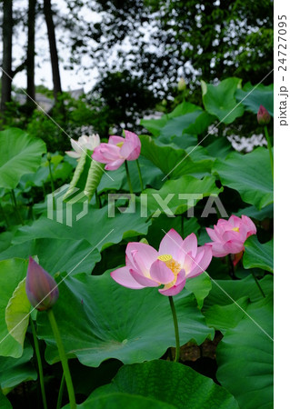 ハスの花 ハスの花 24727095