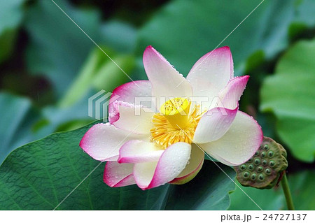 ハスの花 ハスの花 24727137