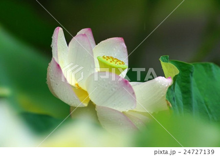 ハスの花 ハスの花 24727139