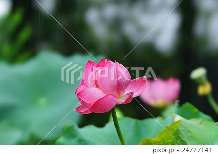 ハスの花 24727141