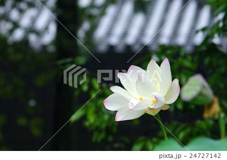 ハスの花 ハスの花 24727142