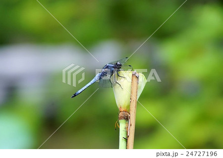 シオカラトンボ 24727196