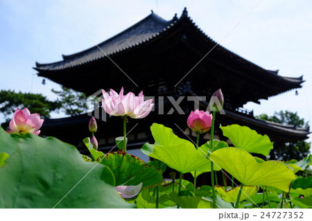 ハスの花 24727352
