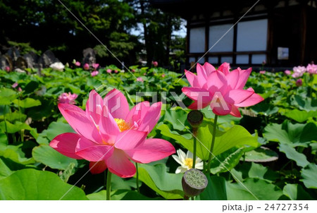 ハスの花 ハスの花 24727354