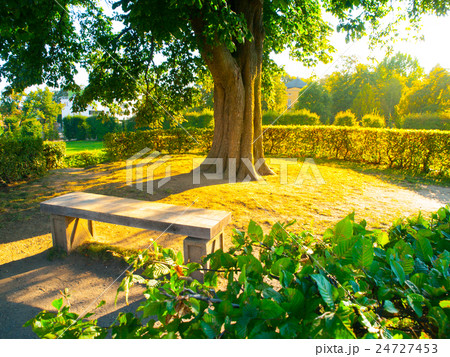 Garden bench under the tree in summer time park Garden bench under the tree in summer time park 24727453
