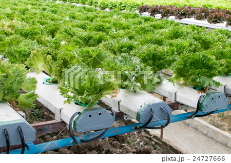 cultivation hydroponics green vegetable in farm 24727666