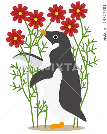 アデリーペンギンな日々　コスモス畑で秋の予感 24727781