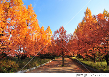 秋の並木道（神戸市立森林植物園） 24727800