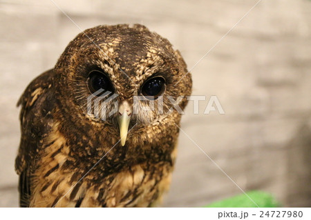 ナンベイヒナフクロウ 24727980