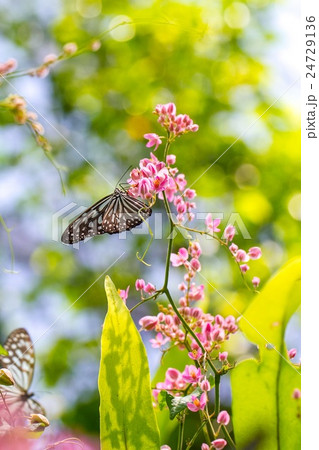 Colorful and beautiful butterflies Colorful and beautiful butterflies 24729136