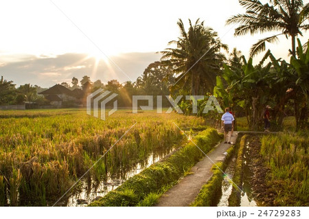 Rice field at Ubud, Bali 24729283