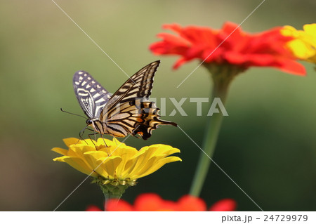 花と蝶 花と蝶 24729979