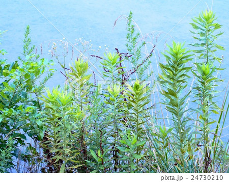 水辺の雑草の写真素材