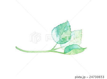 葉っぱ1種、若葉 24730653