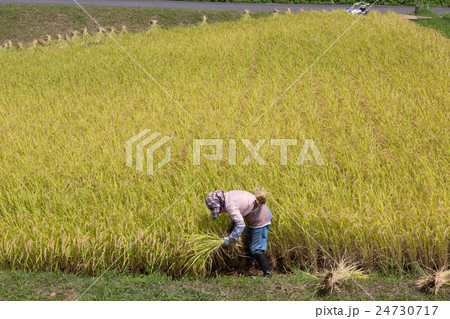 稲刈りをする女性 24730717