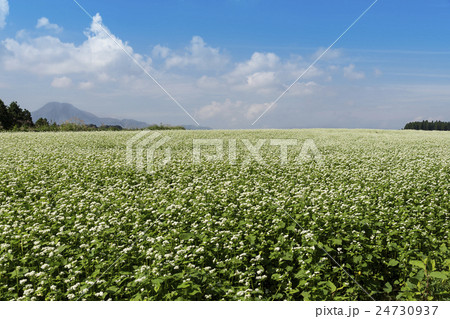 波野のそばの花 波野のそばの花 24730937